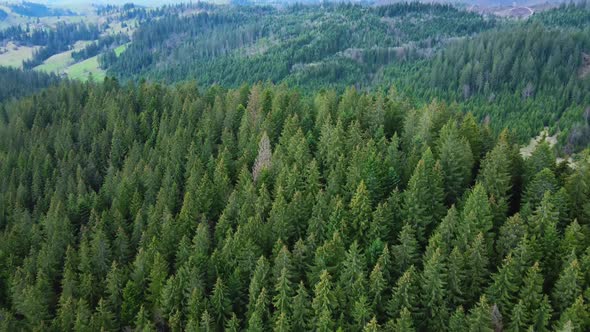 Drone Aerial Shot of Flying Over Spruce Conifer Treetops