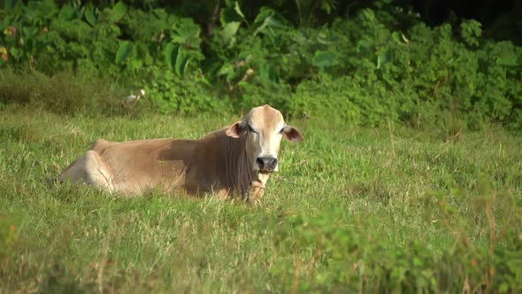 Cow lay at grassland with egret bird