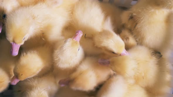 Top View of Many Little Ducklings Swarming Closely To Each Other