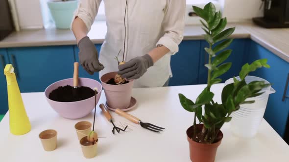 A Cute Girl Transplants a Plant at Home in Garden Gloves