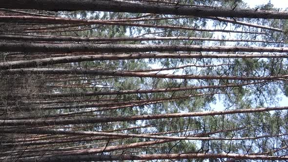 Vertical Video of Trees in a Pine Forest Slow Motion