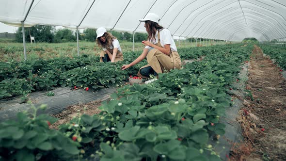 Two Women Picking Ripe Strawberries