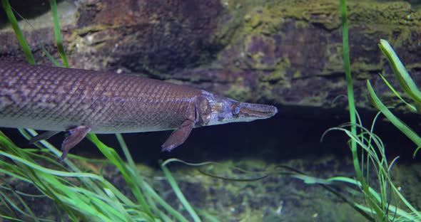 Fish Longnose Gar Lepisosteus Osseus Also Known As Longnose Garpike