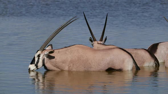 Gemsbok Antelopes In Water