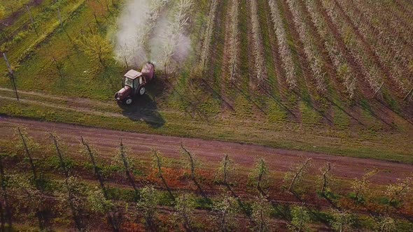 Tractor Spraying Blossoming Trees