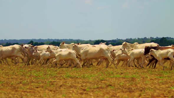 Cinematic panning shot of a herd of cattle running in a dry field