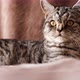 Funny striped Scottish fold cat - VideoHive Item for Sale
