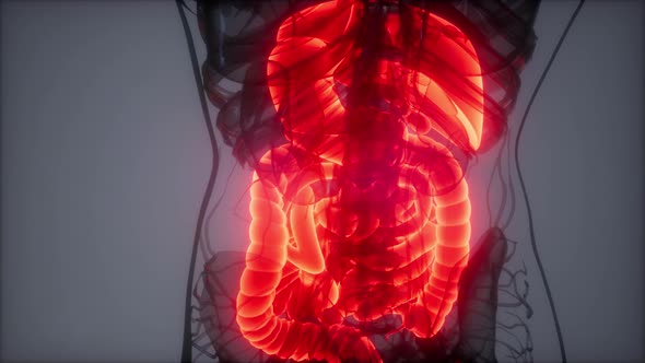 3d Illustration of Human Digestive System Parts and Functions alt