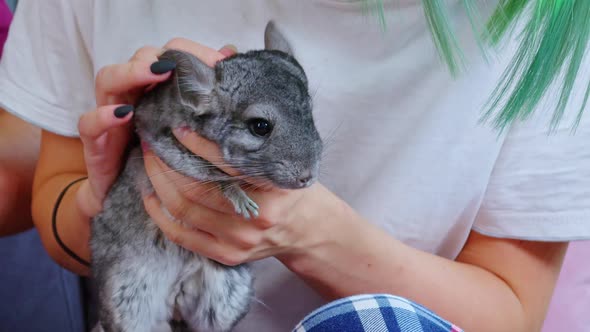 Girl Holding Grey Chinchilla Stroking Head