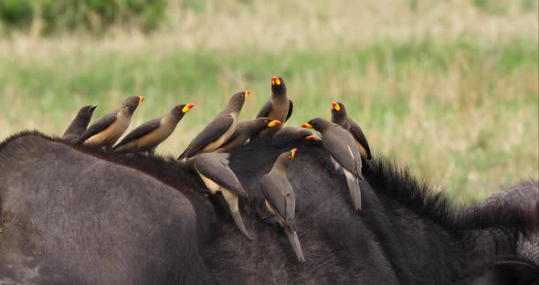 African Buffalo, syncerus caffer, Adult with Yellow Billed Oxpecker, buphagus africanus