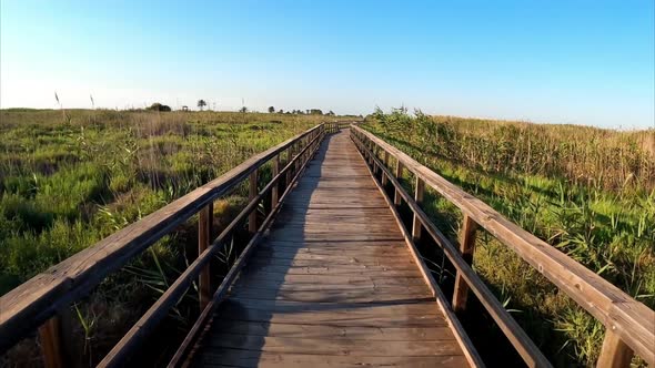 POV moving through a board walkway amidst vegetation.