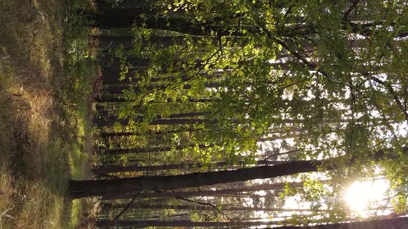 Vertical Video of a Forest with Many Trees in Autumn