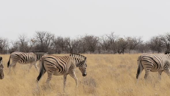 Zebra in african etosha bush, Namibia. Africa wildlife