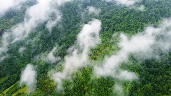 Coniferous Wet Dense Forest From a Aerial Bird's Eye View