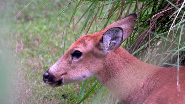 A shy herbivore marsh deer, blastocerus dichotomus hiding in the grassy marshland, grazing on vegeta