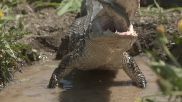 Extreme slow motion alligator swallowing a fish