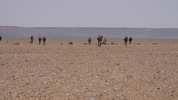 Herd dromedary camels 