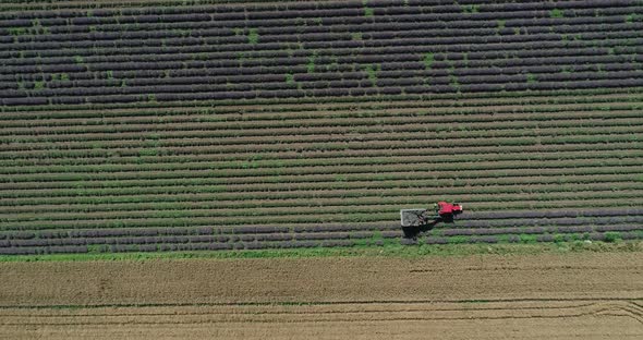 Aerial view, tractor working on a lavender field. Lavender harvest