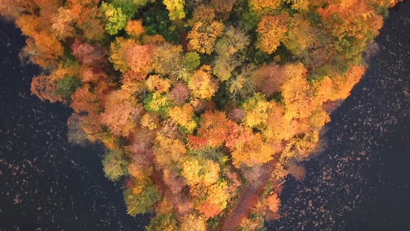 Aerial zoom in forest in beautiful fall colors. Top view Aerial Drone 4k