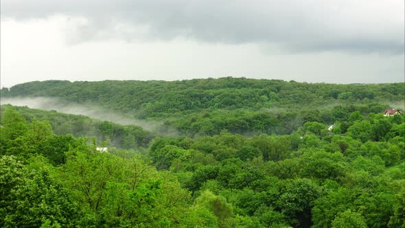 The Forest After the Rain