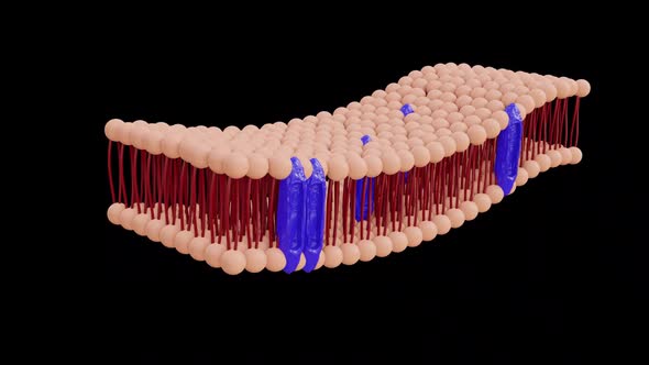 Plasma membrane