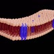 Plasma membrane - VideoHive Item for Sale