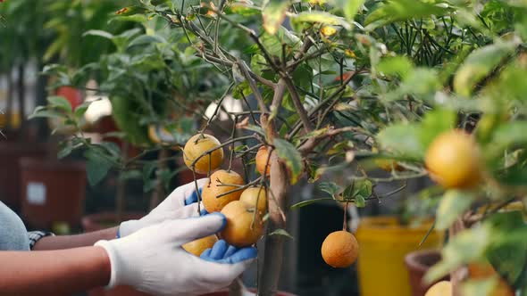 Woman Checking Mandarins at a Plantation