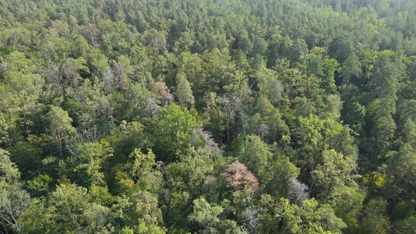 Trees in the Forest Aerial View. Slow Motion