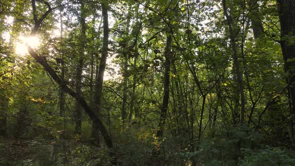 Forest Beautiful Landscape in an Autumn Day