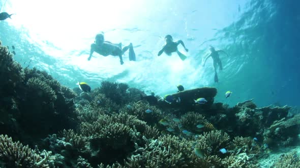 Reef With Snorklers