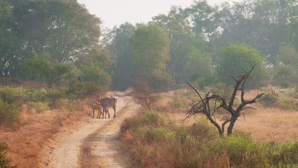 Families of Blue Bull Nilgai and Spotted Deers ( Chital ) Walking in Forest. Safari Road, Birds