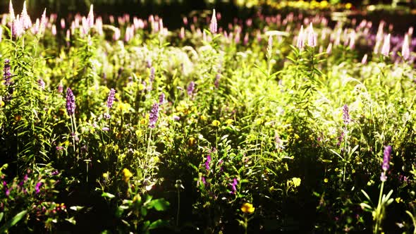 Wild Meadow with Blooming Wildflowers in Soft Early Morning or Sunset Sunlight