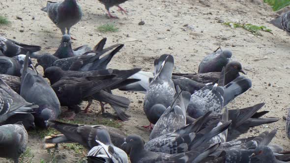 The Rock Dove Rock Pigeon or Common Pigeon is a Member of the Bird Family Columbidae