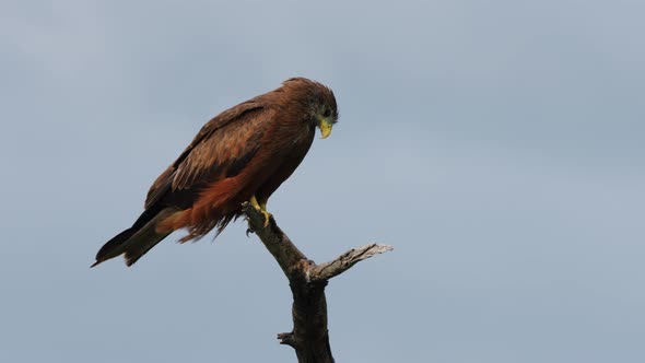 Yellow-billed Kite Bird Perching On Broken Branches In Central Kalahari Game Reserve In Botswana. Cl