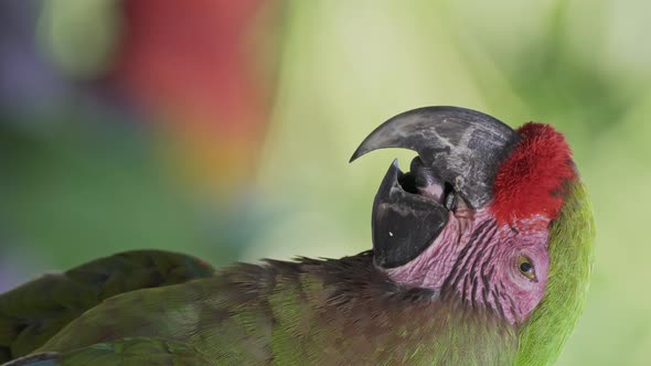 Vertical side close-up of colorful red-fronted macawing its tongue