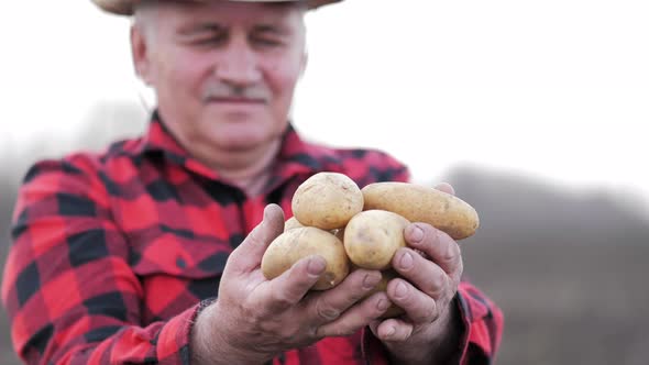 Senior Man Harvesting Potato in the Vegetable Garden