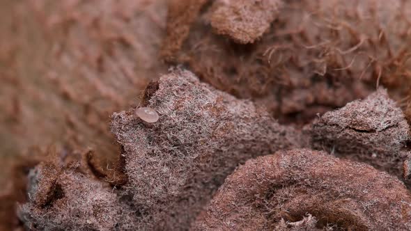 Flour Mite (acari) Acarus sp. crawls on kiwi fruit, family Acaridae