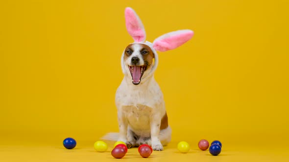 funny dog wears Easter bunny ears sitting next to colorful Easter eggs