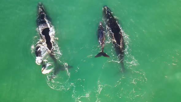 Aerial view of southern right whale slapping fin, Western Cape, South Africa.