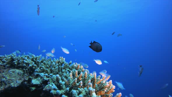 Blue-Green Fish and Tropical Blue Water