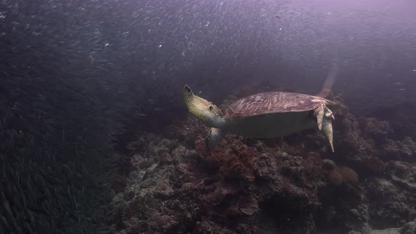 A green sea turtle picking a sardine from a tropical coral reef. Background with tropical reef and b