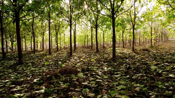 Fly a Drone in the Forest of Paulownia Tree with Leaves on the Ground