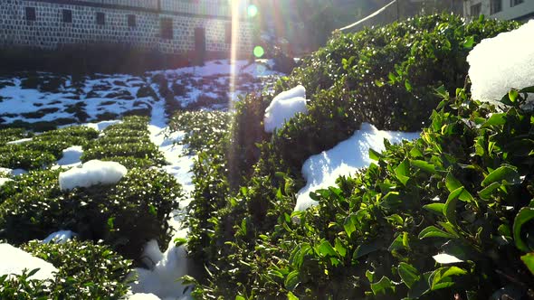 Snowy Tea Field in Front of Traditional Stone Mansion in Rize Turkey at Morning