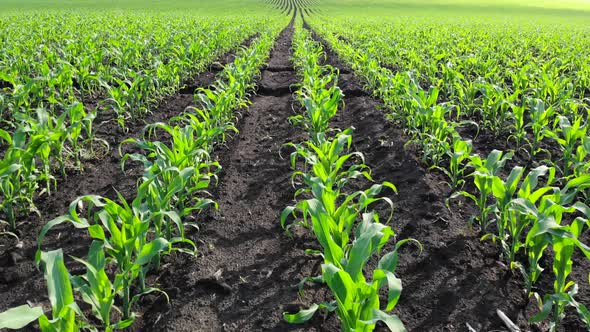 A Field with Young Corn Shoots