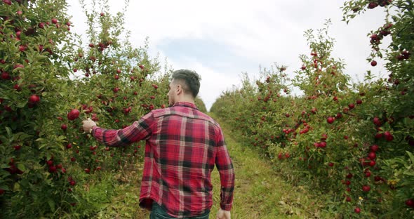 The Farmer Walks Through the Garden of Ripe Red Apples on a Sunny Day