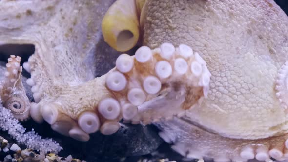 Octopus tentacles underwater in aquarium. Octopus spawns.