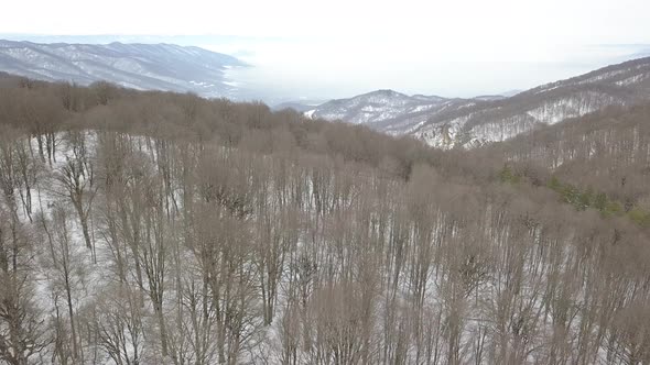 Sabaduri Mountain, Frozen forest, Georgia