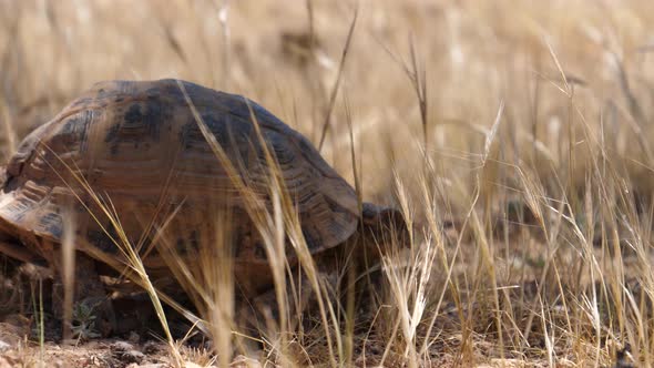 Moroccan tortoise walks away in Morocco