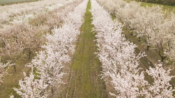 Drone Photo of Miles of Rows of Blooming Apple Trees