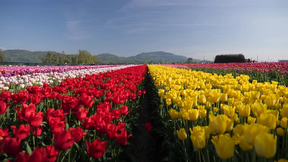 Red and yellow tulip flowers fields growing in rows of crops.